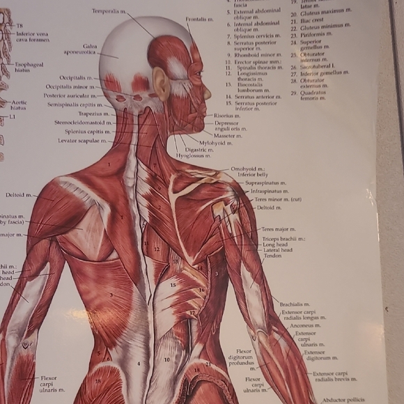 Human Muscular System Educational Poster - Picture 3 of 5